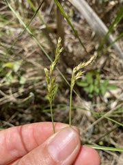 Carex prairea