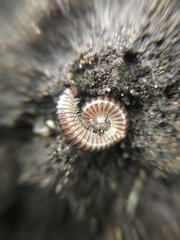 Diplopoda