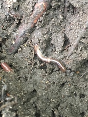 Diplopoda