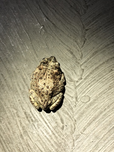 iNaturalist observation photo of Red-spotted Toad