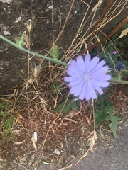 Cichorium intybus