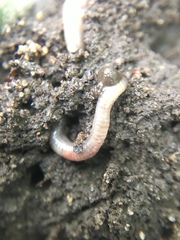 Oligochaeta