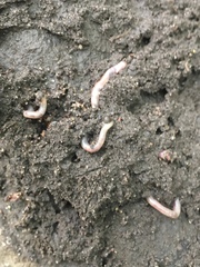 Oligochaeta