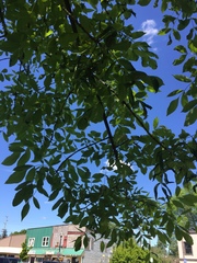 Fraxinus latifolia