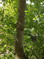Fraxinus latifolia