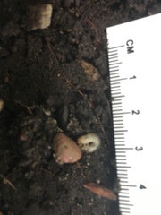 Coleoptera