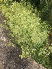 Galium