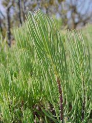 Dyscritothamnus filifolius
