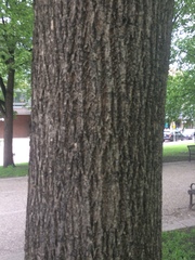 Tracheophyta