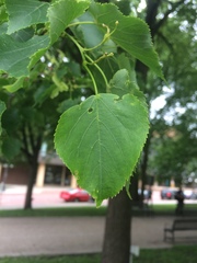 Tracheophyta
