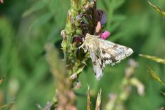 Heliothis adaucta