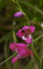 Gladiolus palustris
