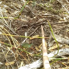 Austrodectes monticolus