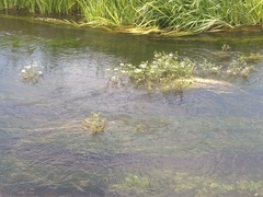 Oenanthe fluviatilis