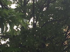 Turdus migratorius