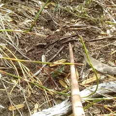 Austrodectes monticolus