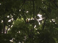 Turdus migratorius