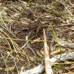 Austrodectes monticolus