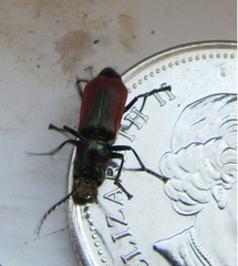 Malachius aeneus