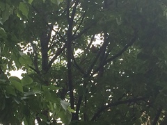 Turdus migratorius