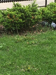Columba livia domestica