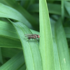Anthomyiidae