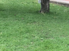 Passer domesticus