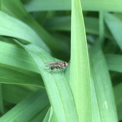Anthomyiidae