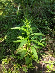 Erechtites hieraciifolius image