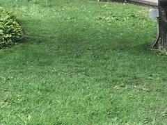 Passer domesticus