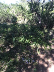 Chaenostoma campanulatum