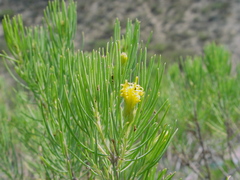 Dyscritothamnus filifolius