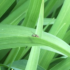 Anthomyiidae