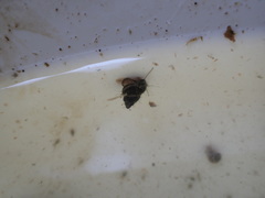 Bithynia tentaculata