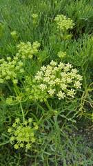 Crithmum maritimum