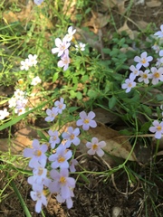 Chaenostoma campanulatum