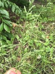 Poaceae