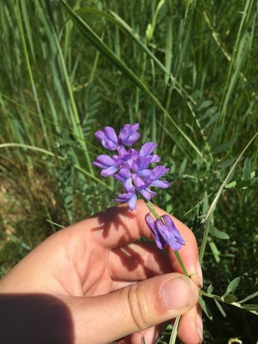Vicia cracca — photo 5