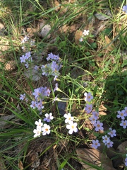 Chaenostoma campanulatum