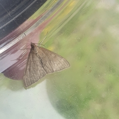 Anania fuscalis