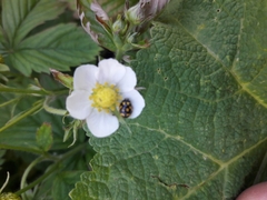 Propylea quatuordecimpunctata