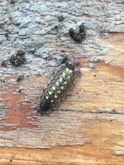 Porcellio spinicornis