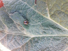 Propylea quatuordecimpunctata