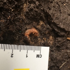 Coleoptera