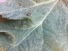 Propylea quatuordecimpunctata