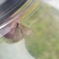 Anania fuscalis