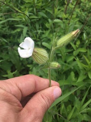 Silene latifolia