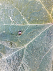 Propylea quatuordecimpunctata