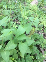 Angiospermae