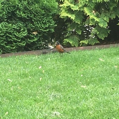 Turdus migratorius